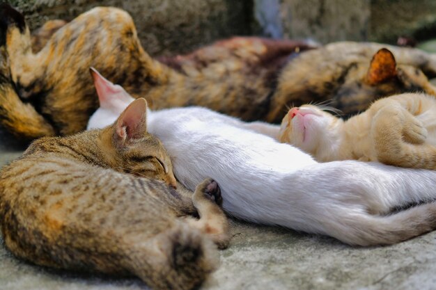 写真 寝ている猫のクローズアップ