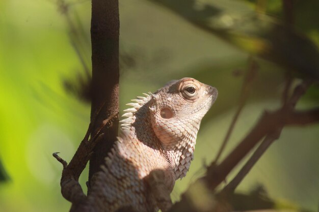 写真 木の上にあるカメレオンのクローズアップ