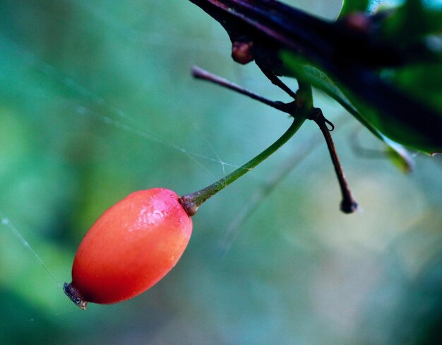 写真 植物 の 上 の チェリー の クローズアップ