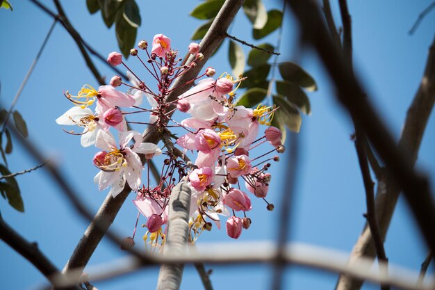 Фото Близкий план цветения вишни на фоне неба