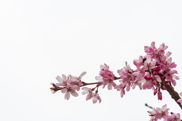 Фото Близкий план цветения вишни на белом фоне