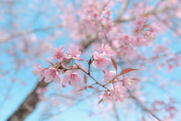 花見祭の桜の花のクローズアップ