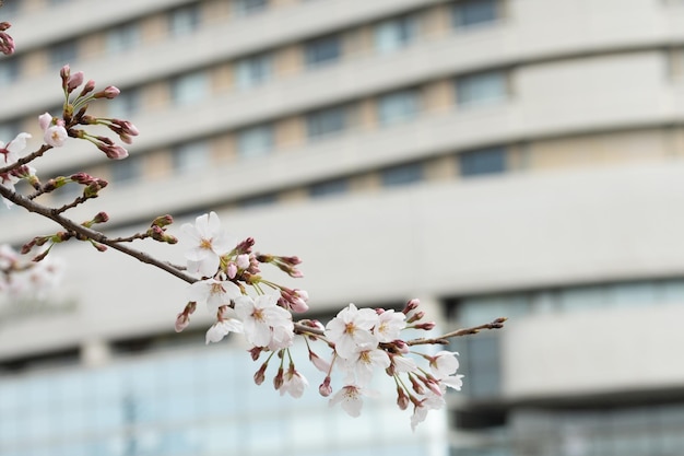 写真 建物によって桜の花の木のクローズアップ