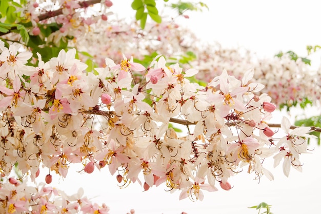 사진 체리 꽃 나무 의 클로즈업