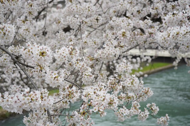 写真 桜の花のクローズアップ