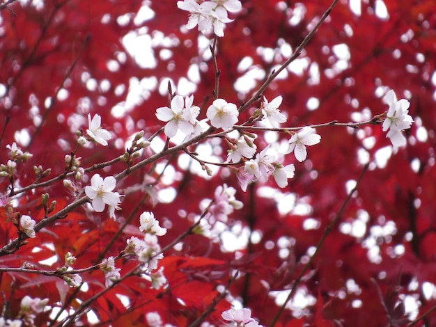 写真 桜の花のクローズアップ