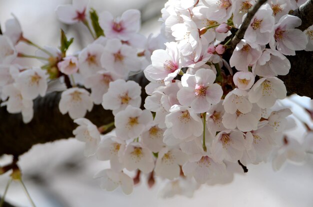 写真 桜の花のクローズアップ