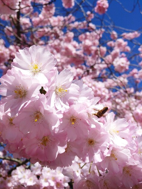 写真 桜の花のクローズアップ