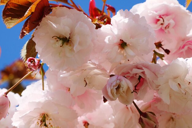 写真 桜の花のクローズアップ