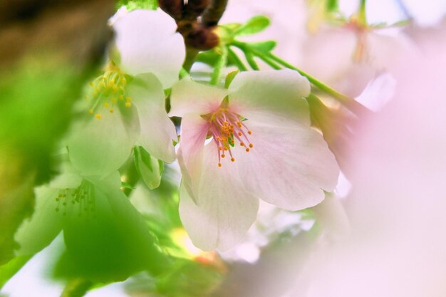 写真 桜の花のクローズアップ