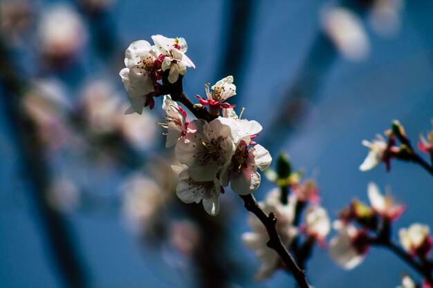 写真 桜の花のクローズアップ