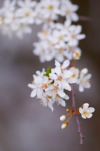 写真 桜の花のクローズアップ