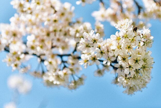 写真 青い空を背景に桜の花をクローズアップ