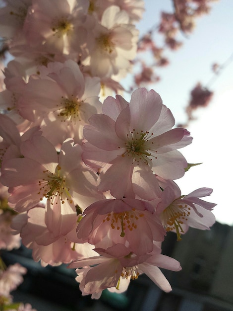 사진 하늘 을 배경 으로 한 체리 꽃 의 클로즈업