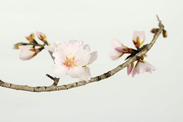 사진 은 하늘 을 배경 으로 봄 에 꽃 이 피는 체리 꽃 의 클로즈업