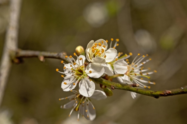 Фото Близкий план цветущих вишней весной