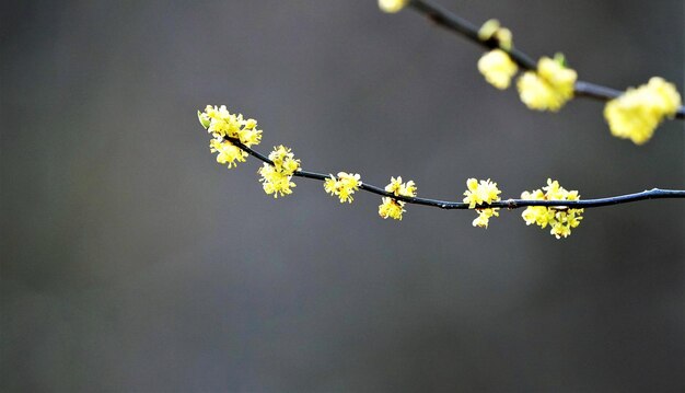 写真 春の桜の花のクローズアップ