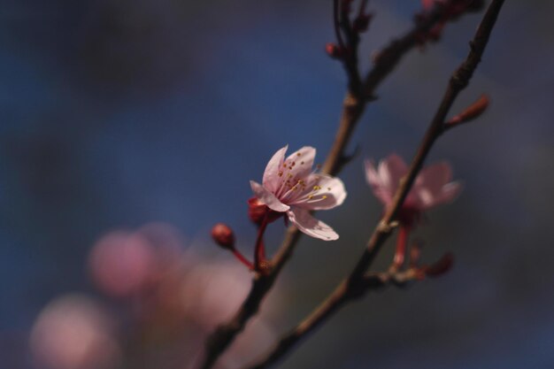 写真 春の桜の花のクローズアップ