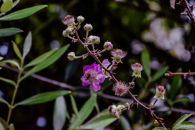 写真 春の桜の花のクローズアップ