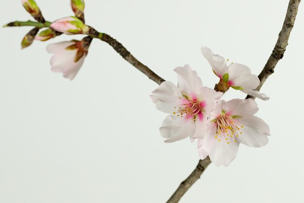 사진 봄 에 꽃 이 피는 체리 꽃 의 클로즈업