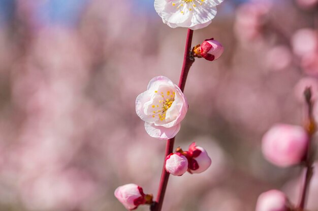 写真 春の桜の花のクローズアップ