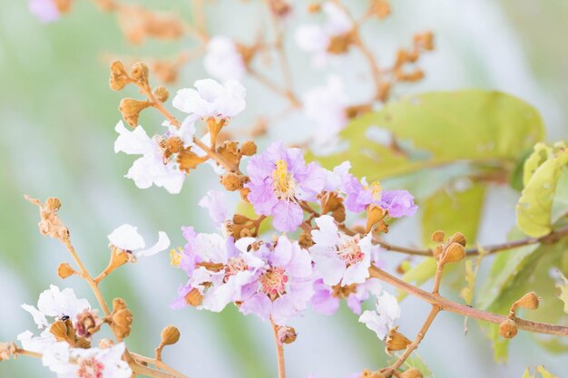 写真 春の桜の花のクローズアップ