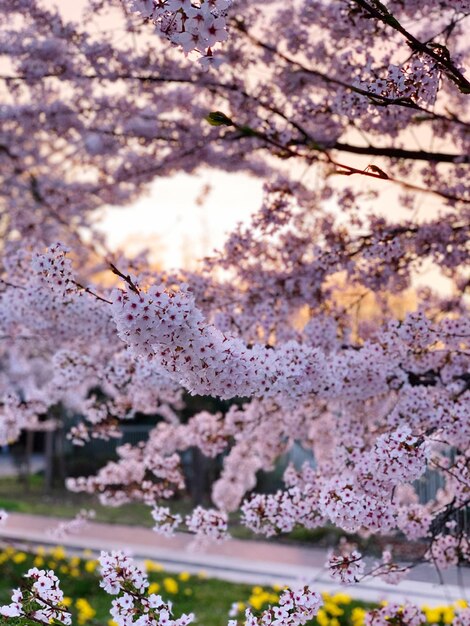 写真 春の桜の花のクローズアップ