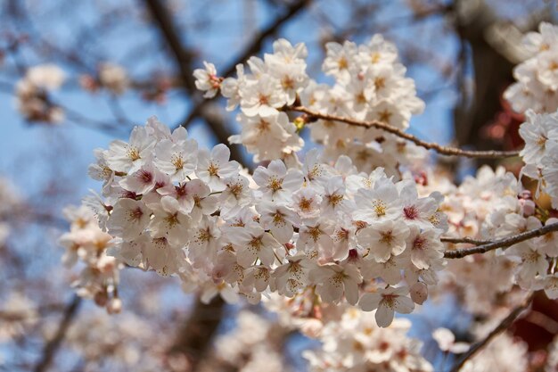 Фото Близкий план цветов вишни на дереве