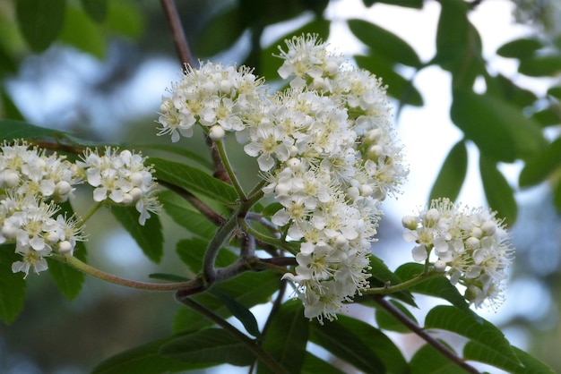 写真 チェリーの花のクローズアップ