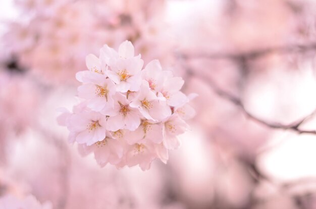 写真 桜の花のクローズアップ