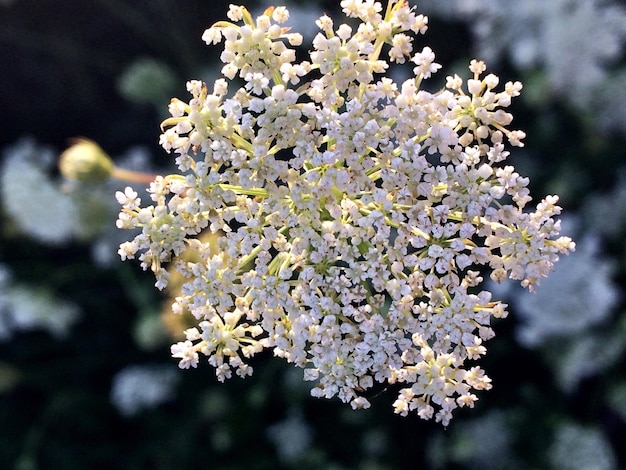 写真 桜の花のクローズアップ