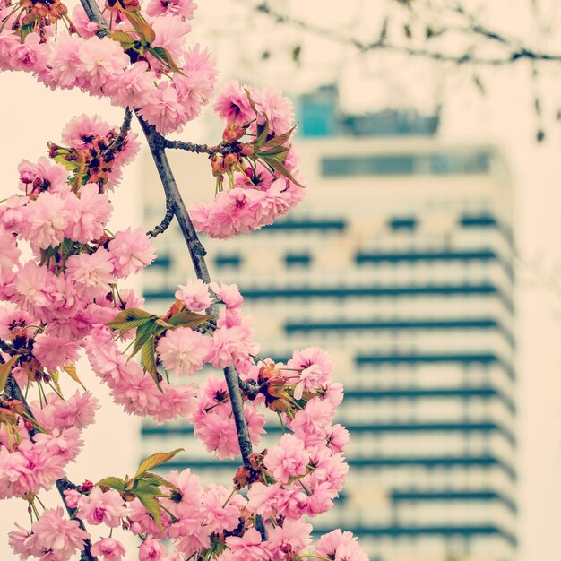 写真 背景に建物がある桜のクローズアップ