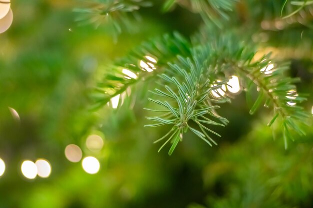 写真 クリスマスツリーのクローズアップ