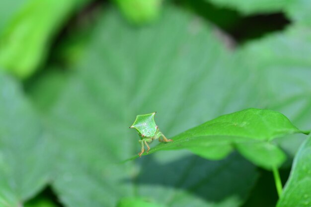 写真 緑の自然の中の葉の上のシカダ昆虫のクローズアップ バッファローのツリーホッパー