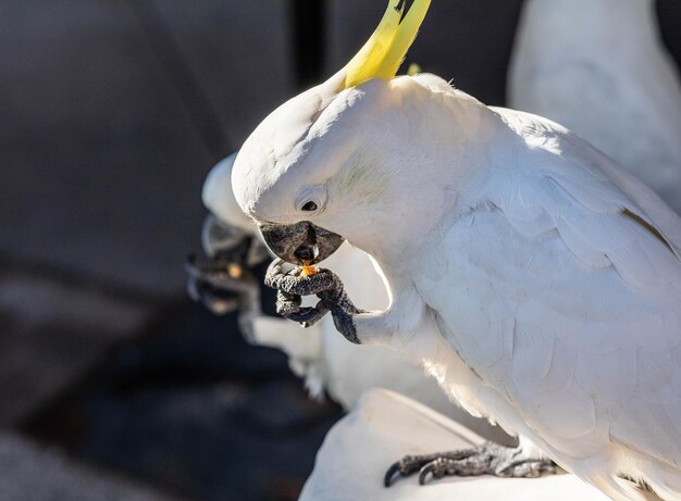 写真 カカドゥーが食べるクローザップ