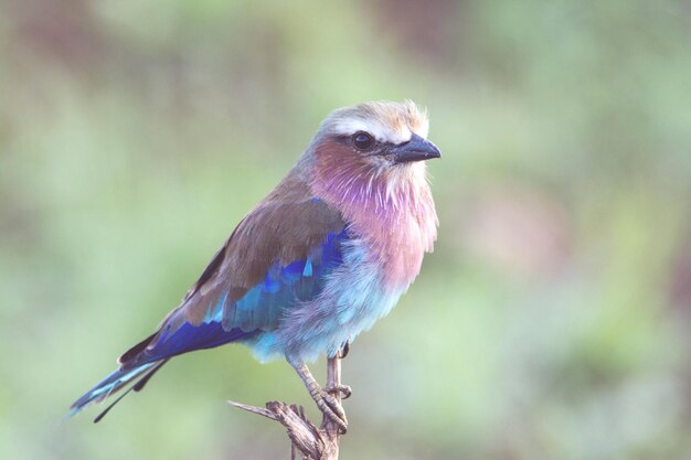 写真 色とりどりの鳥のクローズアップ