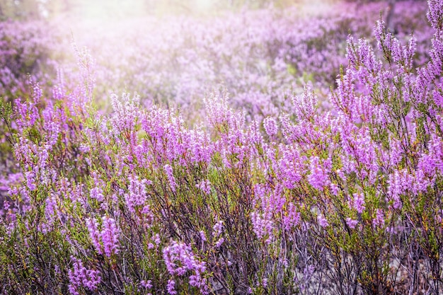 사진 헤더 성장의 다채로운 꽃이 만발한 클로즈업