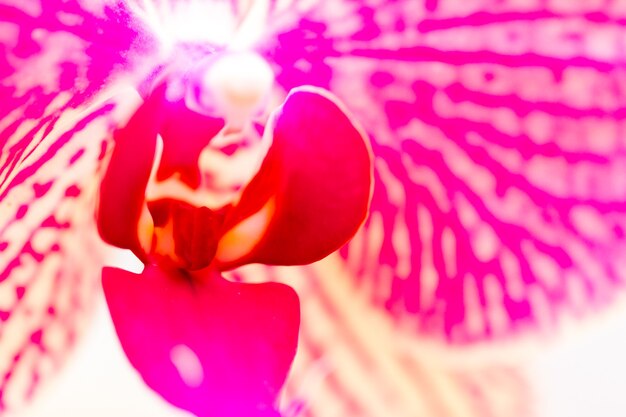 Фото Закройте красочные растения орхидеи в полном цвету.
