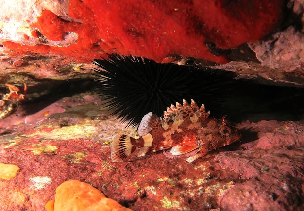 写真 海のサンゴのクローズアップ