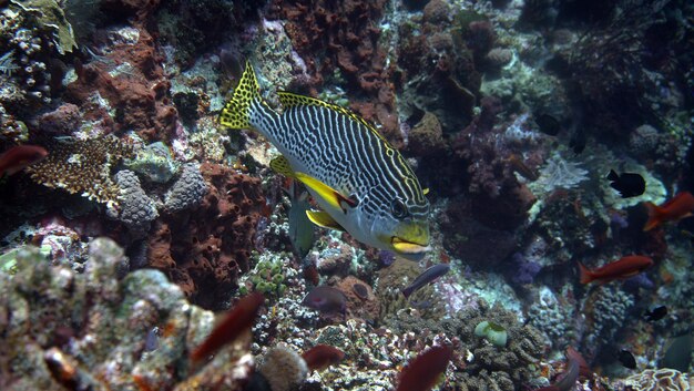 写真 海のサンゴのクローズアップ