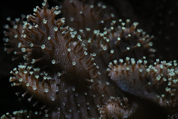 写真 海のサンゴのクローズアップ