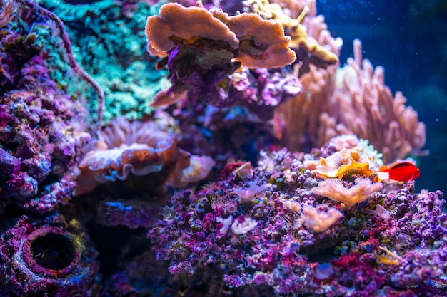 Фото Крупный план кораллов в море