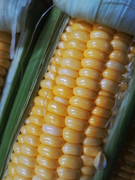 Фото Крупный план кукурузы