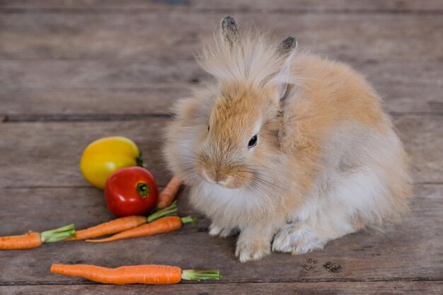 写真 食べ物を食べているカニのクローズアップ