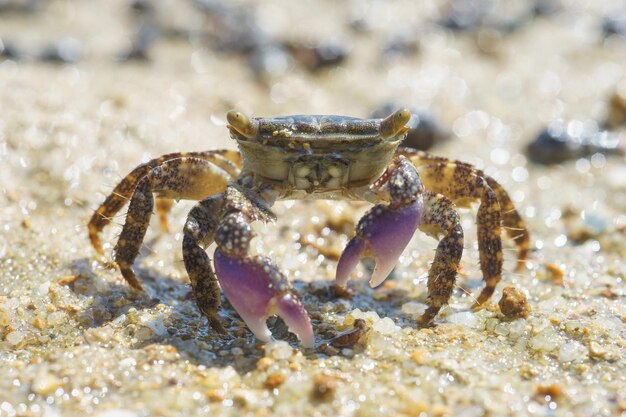 写真 ビーチでのカニのクローズアップ