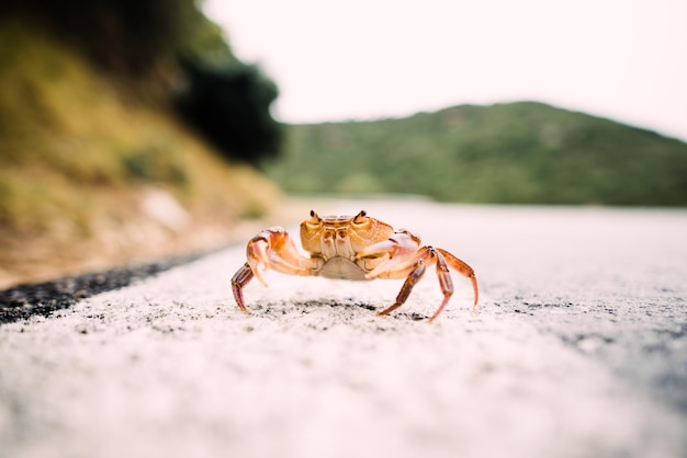 写真 浜辺 の カニ の クローズアップ