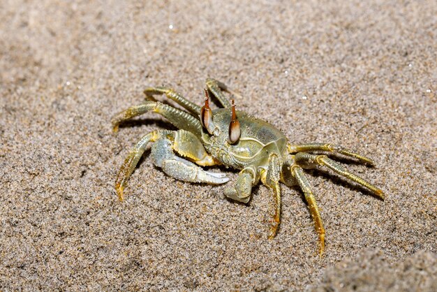 写真 浜辺 の カニ の クローズアップ