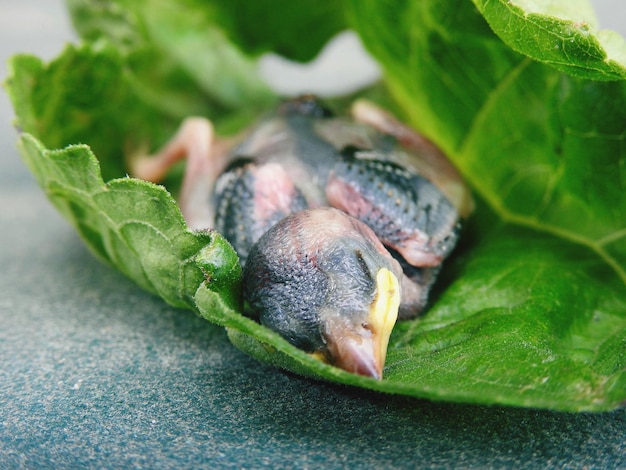 写真 葉の上のカニのクローズアップ