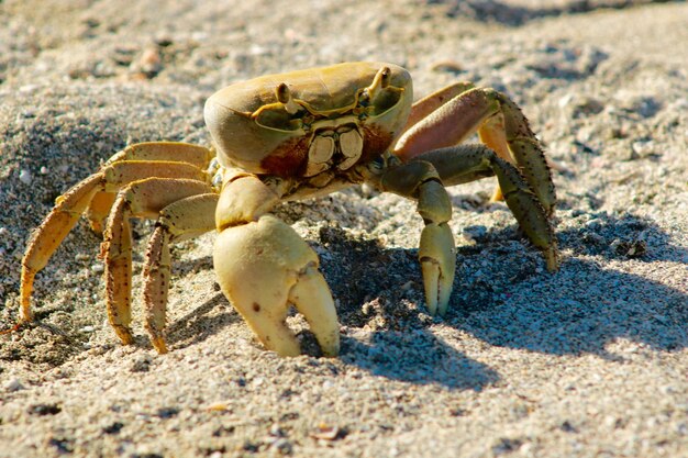 写真 浜辺の砂の上にあるカニのクローズアップ