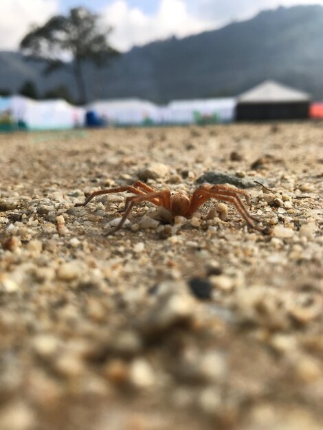 写真 浜辺の砂の上にあるカニのクローズアップ